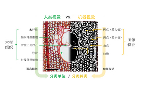 机器视觉在木制品制造中的应用