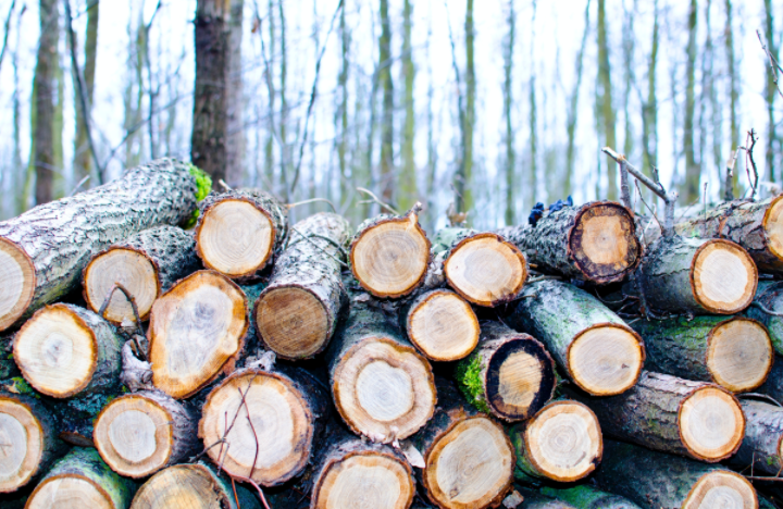 机器视觉在木材树种识别领域的应用